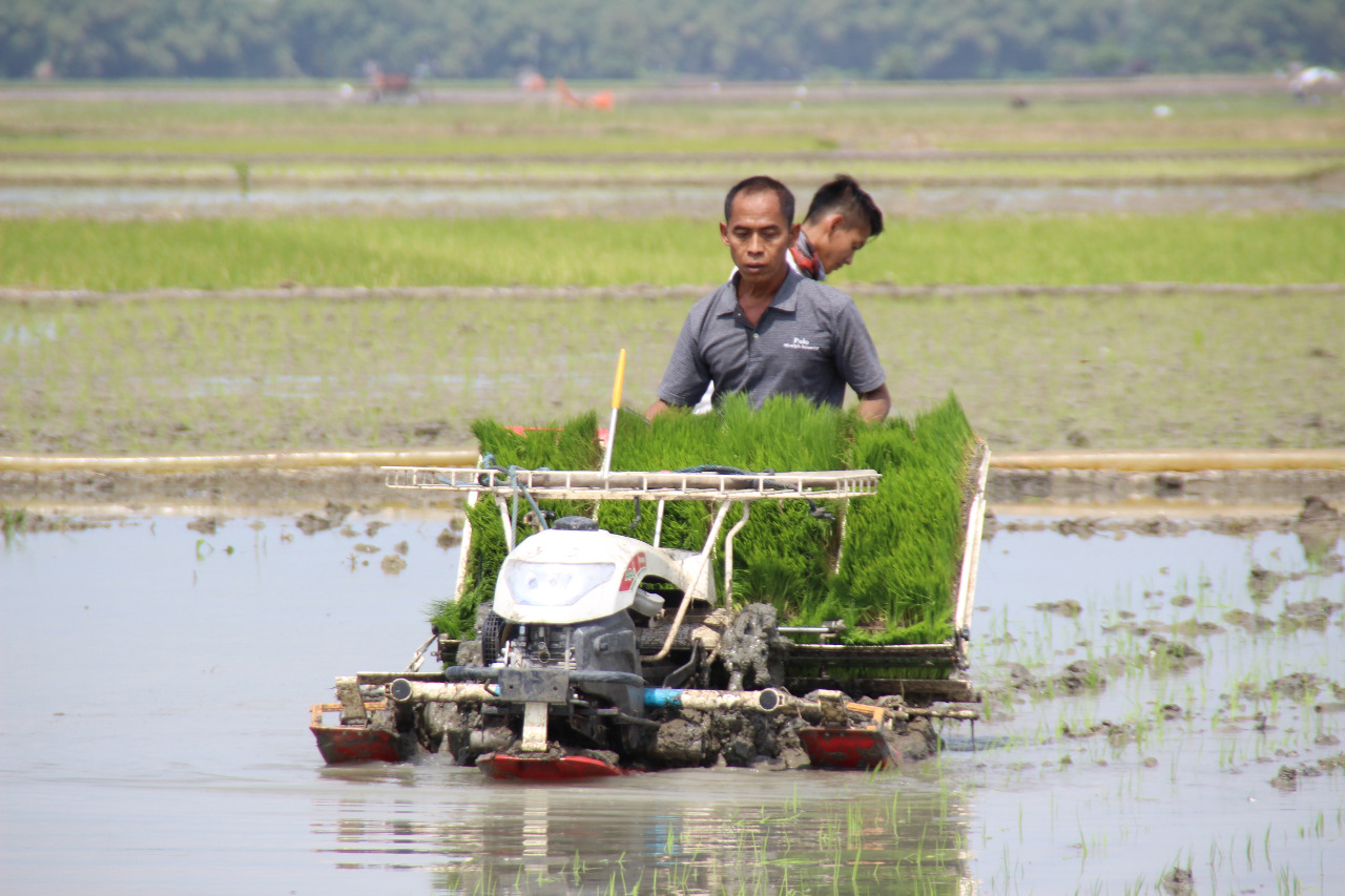 Kapasitas Kerja Mesin Tanam Padi dan Faktor yang Memengaruhinya