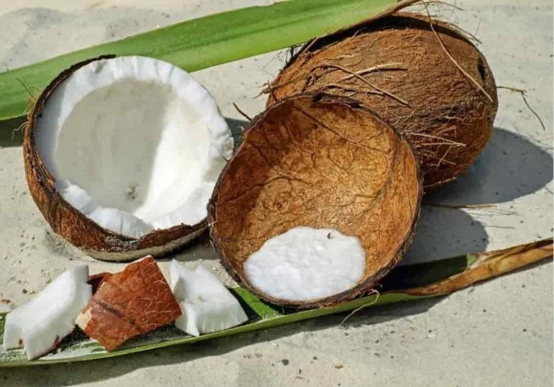 Cara Menghancurkan Batok Kelapa agar Mudah Diolah