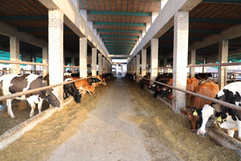 Cara Meningkatkan Efisiensi dalam Kegiatan Peternakan