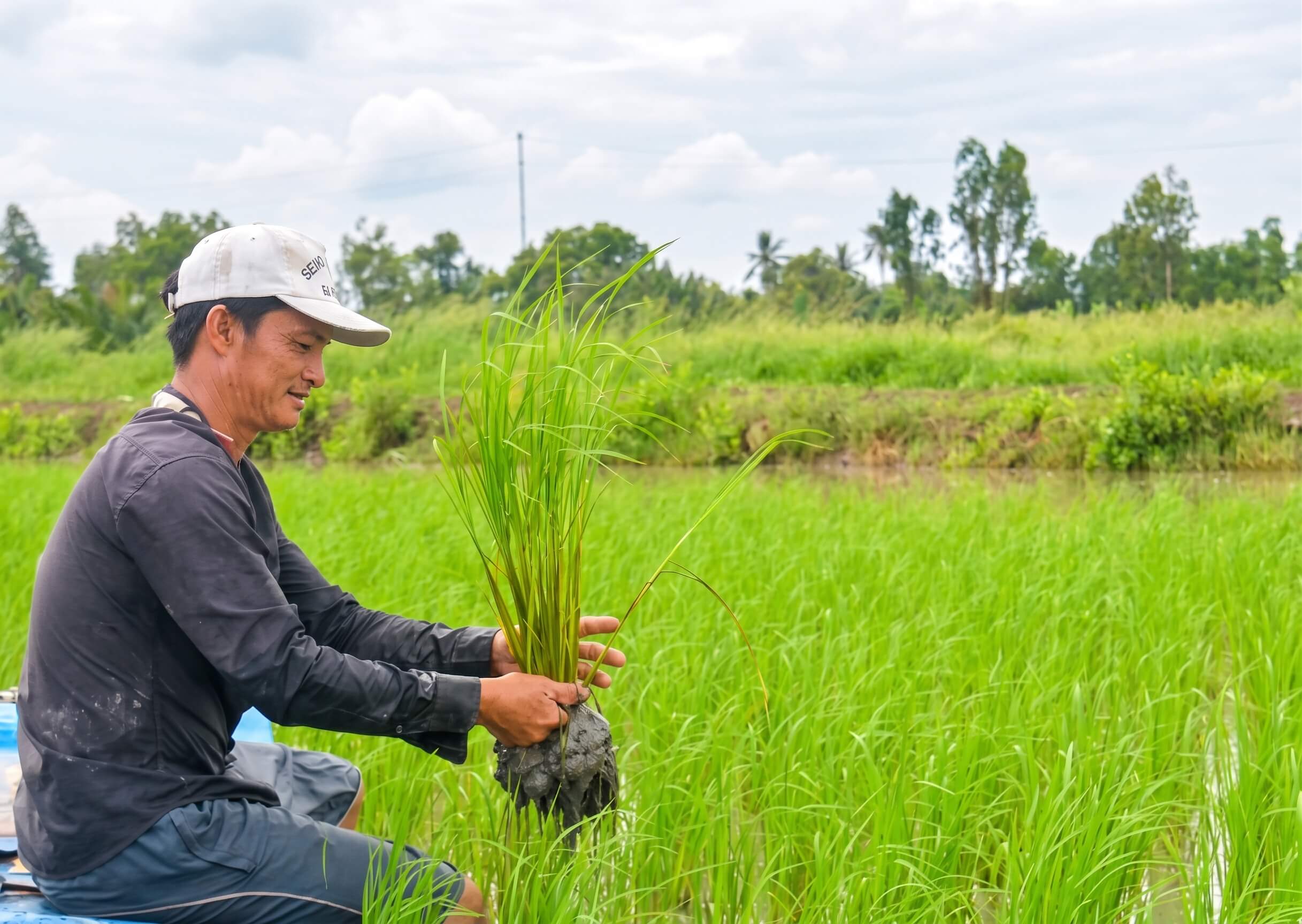 Proses Penanaman Padi Modern Lebih Efisien