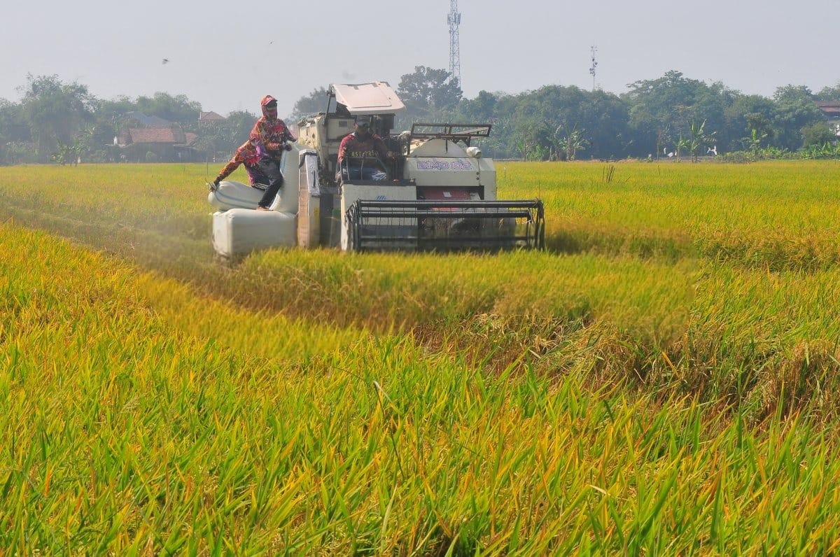 Enaknya Panen Padi Pakai Mesin, Cepat dan Hemat Tenaga
