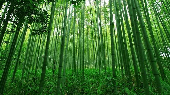 Cara Membuat Bilah Bambu untuk Berbagai Kerajinan