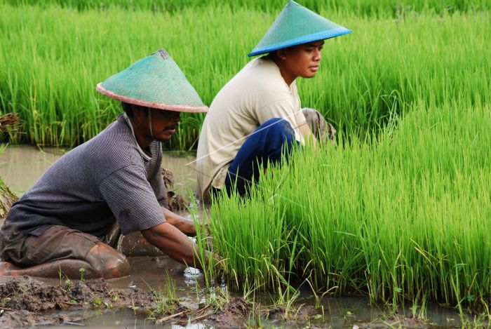 Cara Menanam Padi Lebih Cepat, Petani Wajib Tahu