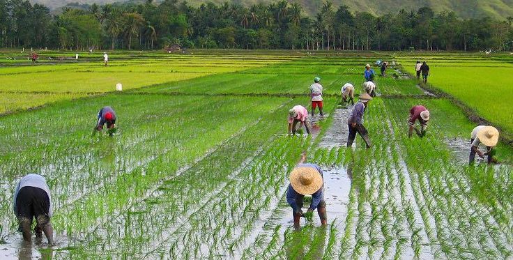Jasa Tanam Padi untuk Petani Jogja dan Pertimbangan Penggunaannya
