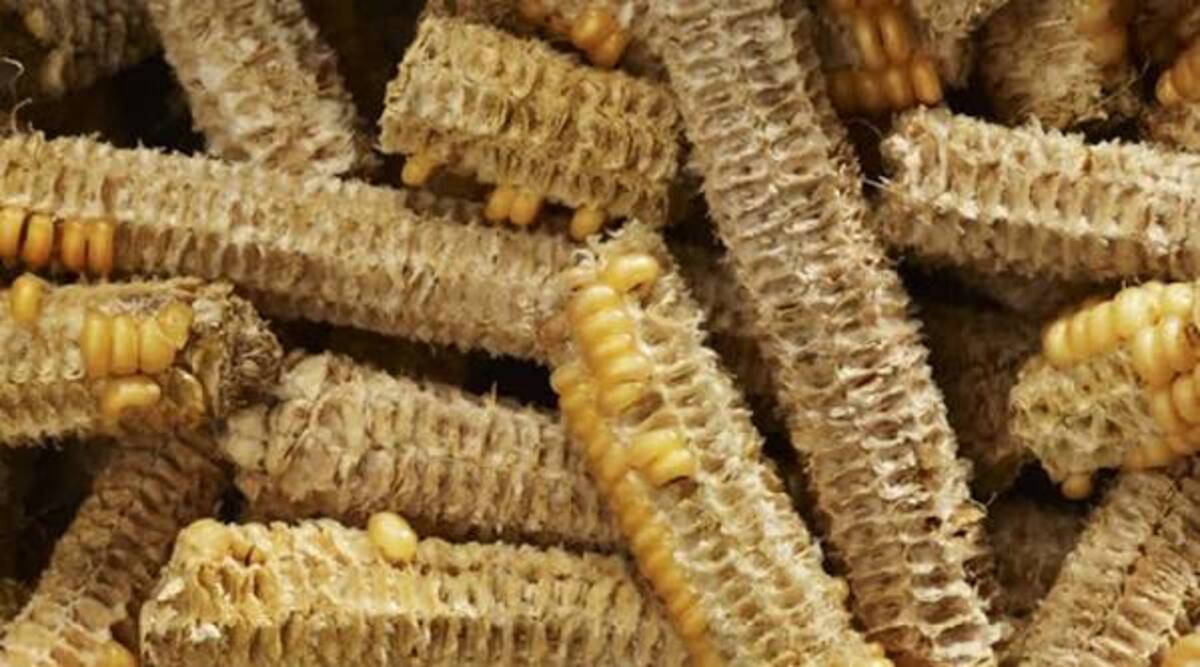 Manfaat Jagung untuk Pakan Ternak yang Perlu Diketahui