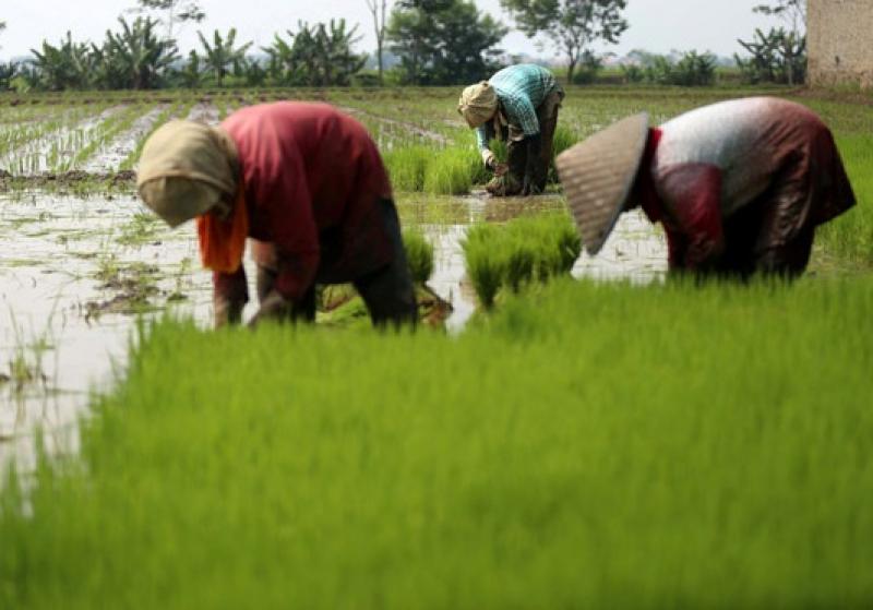 Alat Tanam Padi untuk Lahan Sawah