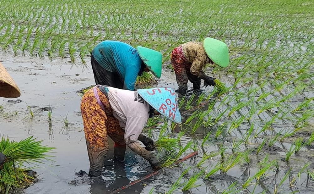Jual Beli Mesin Pertanian Secara Online Cepat untuk Solusi Praktis
