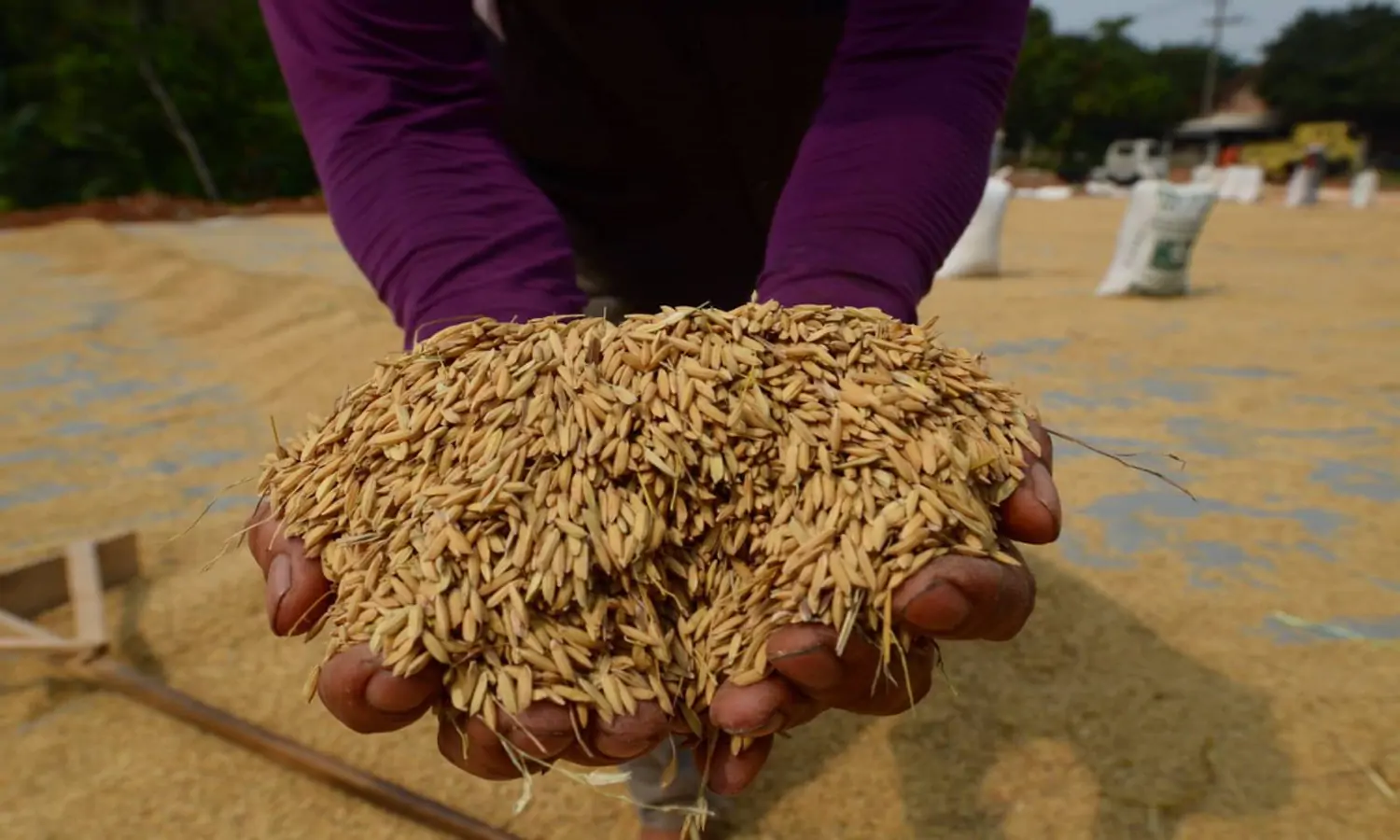 Persiapan Panen Padi Agar Lebih Efisien