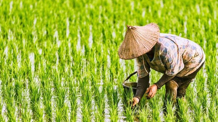 Waktu Tanam Padi Musim Hujan yang Tepat