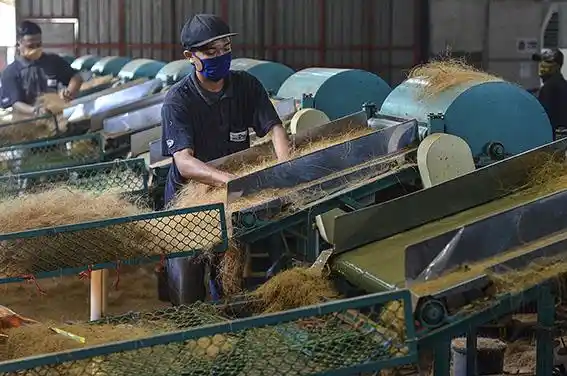 Jenis Serat Kelapa dan Pemanfaatannya untuk Berbagai Kebutuhan