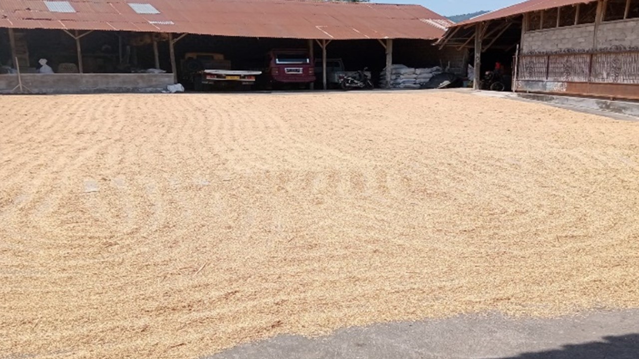 tingkat kekeringan gabah sebelum dikupas