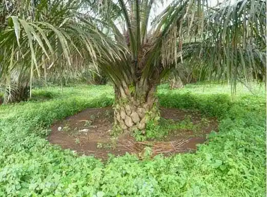 Manfaat Tanaman Penutup Tanah untuk Menjaga Lahan