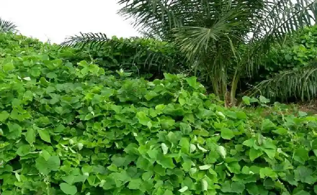 Keunggulan Mucuna bracteata Dibandingkan Pueraria javanica