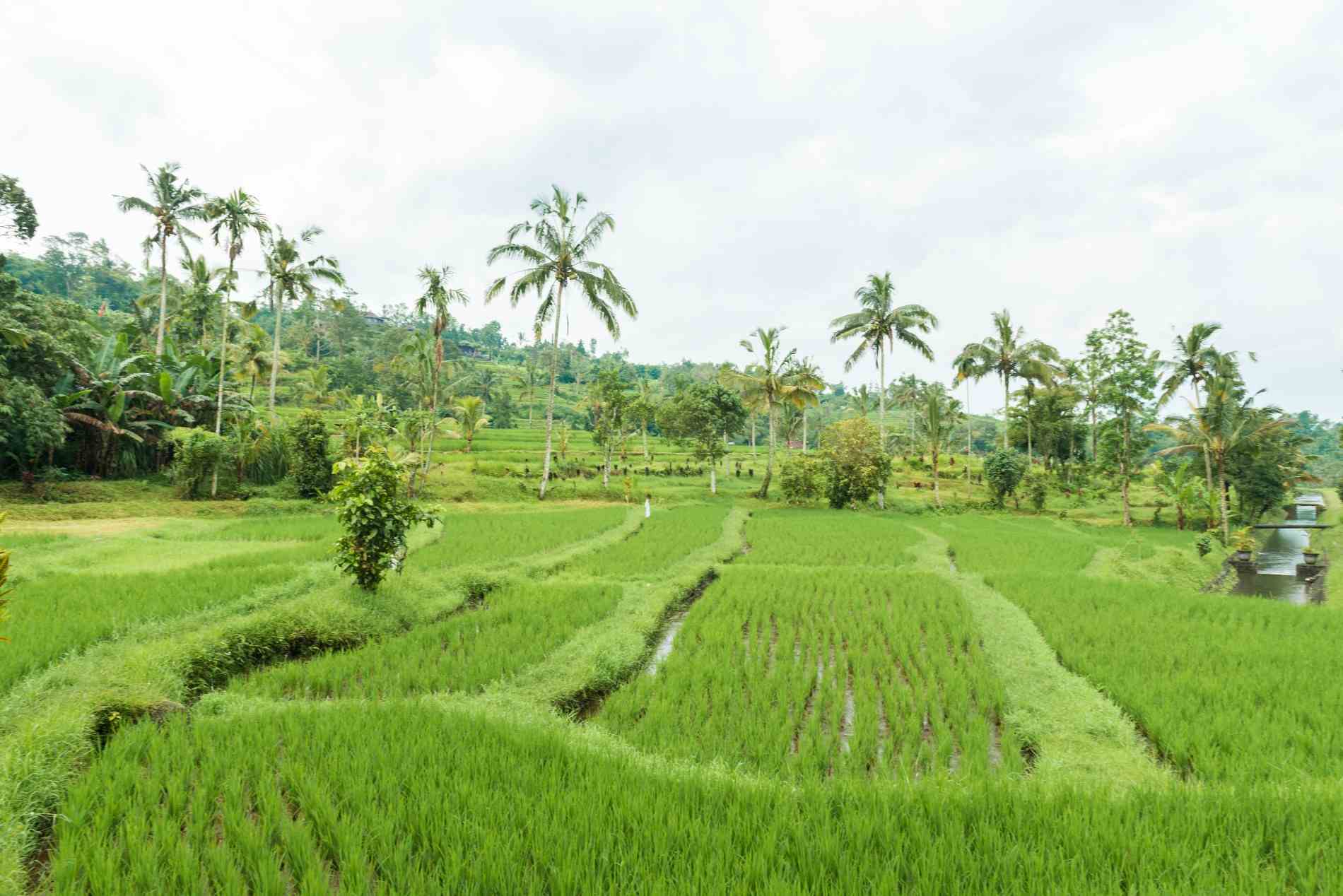 Cara Mencegah Kerusakan Tanaman Akibat Pestisida